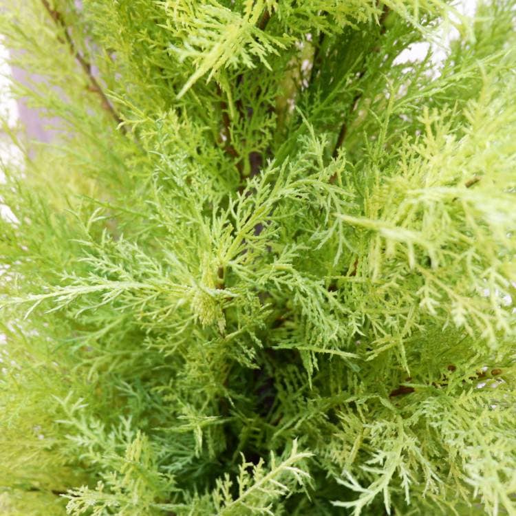 ゴールドクレストポット(XL)180cm｜FD3166 アーティフィシャルグリーン 人工観葉植物 人工樹木 簡易鉢付きグリーン