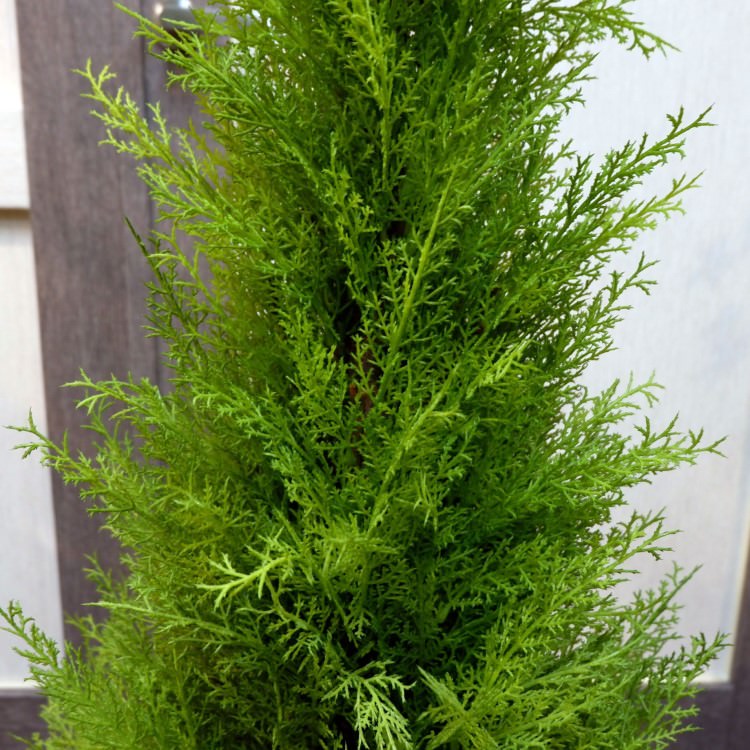 ゴールドクレストポット(S)90cm｜FD3167 アーティフィシャルグリーン 人工観葉植物 人工樹木 簡易鉢付きグリーン