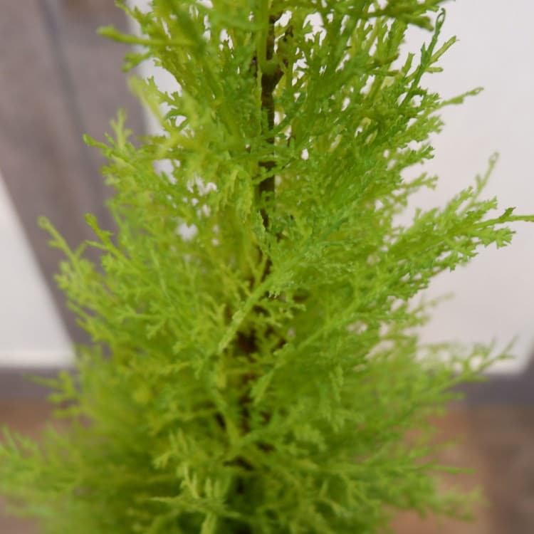 ゴールドクレストポット(S)90cm｜FD3167 アーティフィシャルグリーン 人工観葉植物 人工樹木 簡易鉢付きグリーン