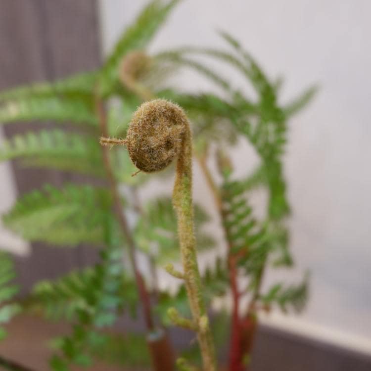 シダリーフポット55cm｜FD3703 アーティフィシャルグリーン 人工観葉植物 人工樹木 簡易鉢付きグリーン