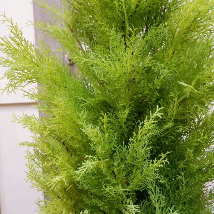 ゴールドクレストポット(L)150cm｜FD3704 アーティフィシャルグリーン 人工観葉植物 人工樹木 簡易鉢付きグリーン