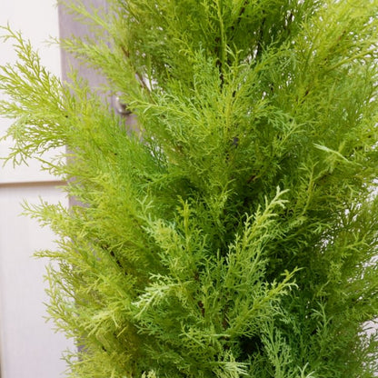 ゴールドクレストポット(L)150cm｜FD3704 アーティフィシャルグリーン 人工観葉植物 人工樹木 簡易鉢付きグリーン