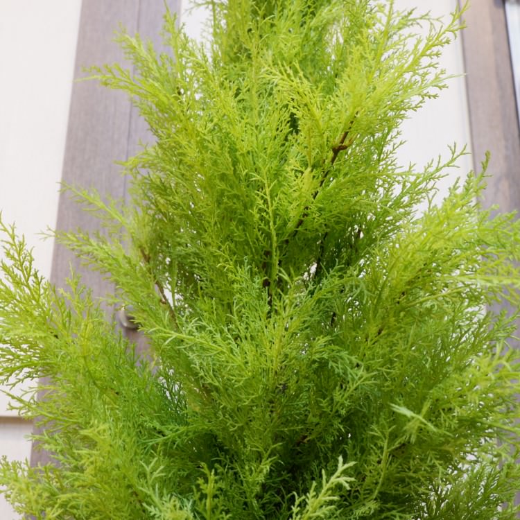 ゴールドクレストポット(L)150cm｜FD3704 アーティフィシャルグリーン 人工観葉植物 人工樹木 簡易鉢付きグリーン