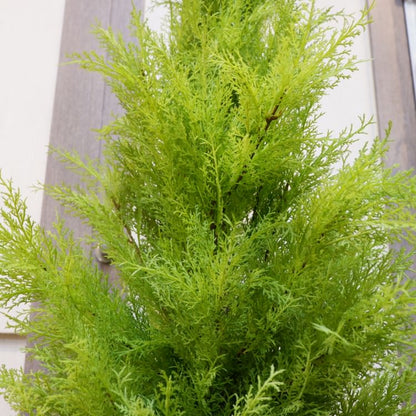 ゴールドクレストポット(L)150cm｜FD3704 アーティフィシャルグリーン 人工観葉植物 人工樹木 簡易鉢付きグリーン