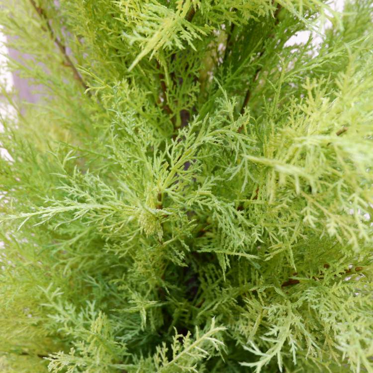 ゴールドクレストポット(L)150cm｜FD3704 アーティフィシャルグリーン 人工観葉植物 人工樹木 簡易鉢付きグリーン