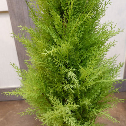 ゴールドクレストポット(M)120cm｜FD3705 アーティフィシャルグリーン 人工観葉植物 人工樹木 簡易鉢付きグリーン