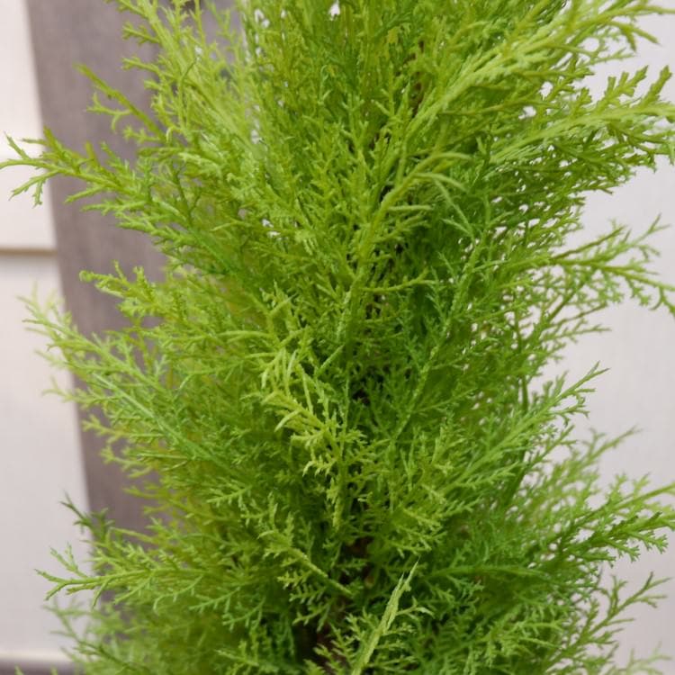 ゴールドクレストポット(M)120cm｜FD3705 アーティフィシャルグリーン 人工観葉植物 人工樹木 簡易鉢付きグリーン