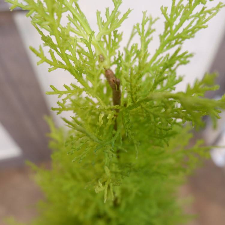 ゴールドクレストポット(M)120cm｜FD3705 アーティフィシャルグリーン 人工観葉植物 人工樹木 簡易鉢付きグリーン
