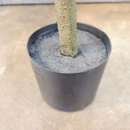 オリーブポット122cm｜FD3797 アーティフィシャルグリーン 人工観葉植物 人工樹木 簡易鉢付きグリーン