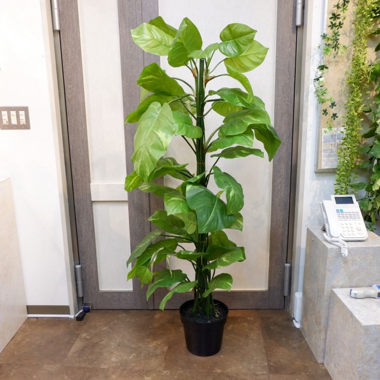 ジャイアントポトスポット182cm｜P4662 アーティフィシャルグリーン 人工観葉植物 人工樹木 簡易鉢付きグリーン