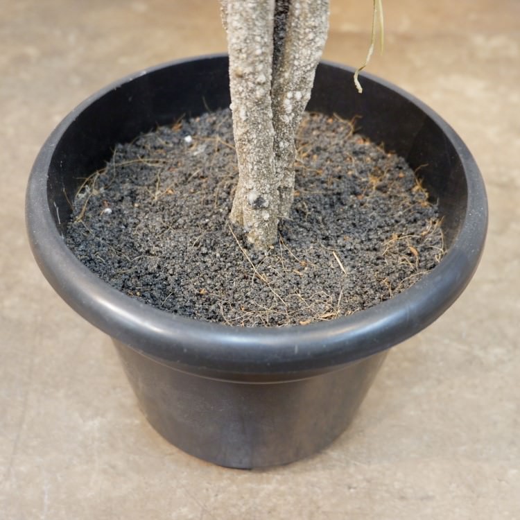 ファイカスポット124cm｜P4791 アーティフィシャルグリーン 人工観葉植物 人工樹木 簡易鉢付きグリーン