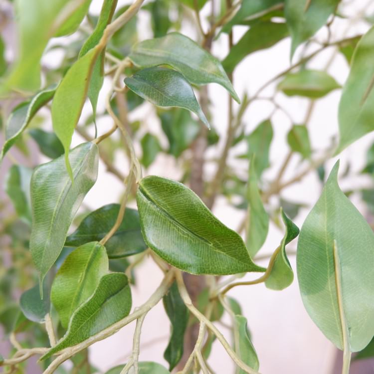 ファイカスポット124cm｜P4791 アーティフィシャルグリーン 人工観葉植物 人工樹木 簡易鉢付きグリーン
