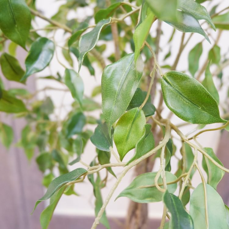 ファイカスポット124cm｜P4791 アーティフィシャルグリーン 人工観葉植物 人工樹木 簡易鉢付きグリーン