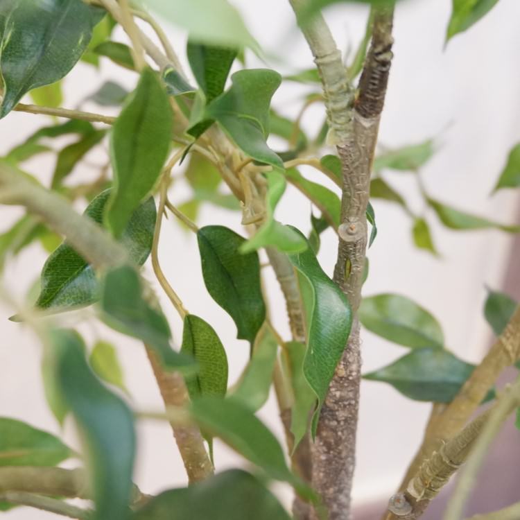 ファイカスポット124cm｜P4791 アーティフィシャルグリーン 人工観葉植物 人工樹木 簡易鉢付きグリーン