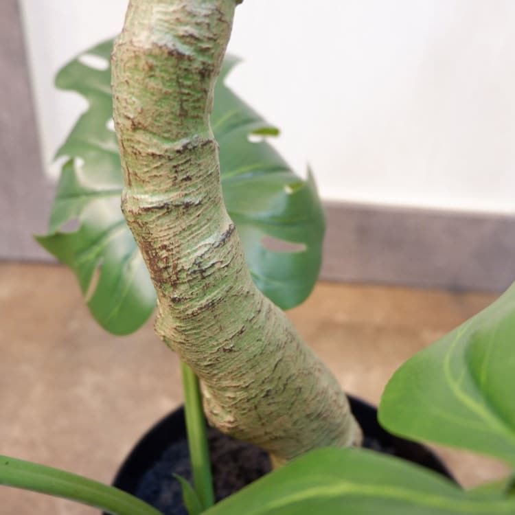 ツイストモンステラポット152cm｜P4820 アーティフィシャルグリーン 人工観葉植物 人工樹木 簡易鉢付きグリーン