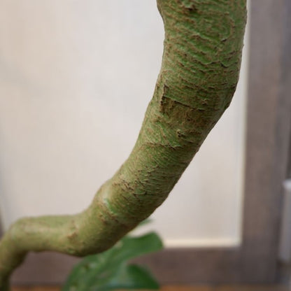 ツイストモンステラポット152cm｜P4820 アーティフィシャルグリーン 人工観葉植物 人工樹木 簡易鉢付きグリーン