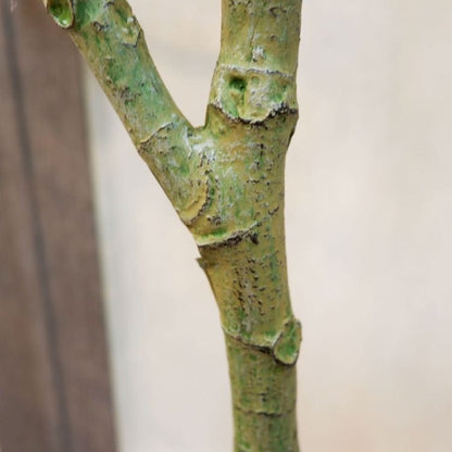 パキラポット142cm｜V22106 アーティフィシャルグリーン 人工観葉植物 人工樹木 簡易鉢付きグリーン