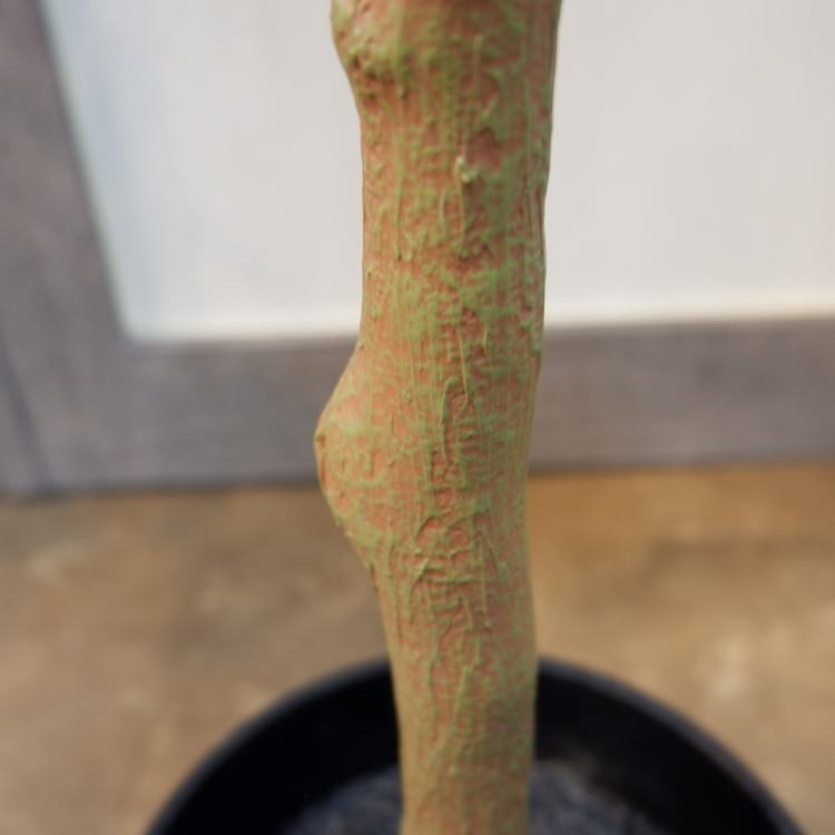 丸葉ユーカリポット(組立式)152cm｜VR22006 アーティフィシャルグリーン 人工観葉植物 人工樹木 簡易鉢付きグリーン