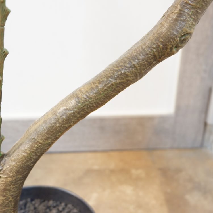 ツイストウンベラータポット152cm｜VR22022 アーティフィシャルグリーン 人工観葉植物 人工樹木 簡易鉢付きグリーン