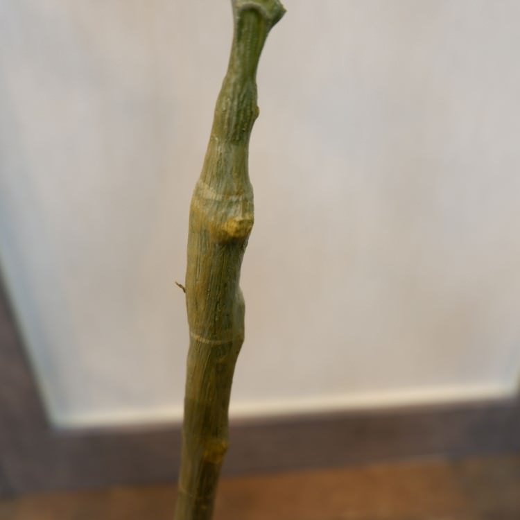 ウンベラータポット117cm｜VR22024 アーティフィシャルグリーン 人工観葉植物 人工樹木 簡易鉢付きグリーン