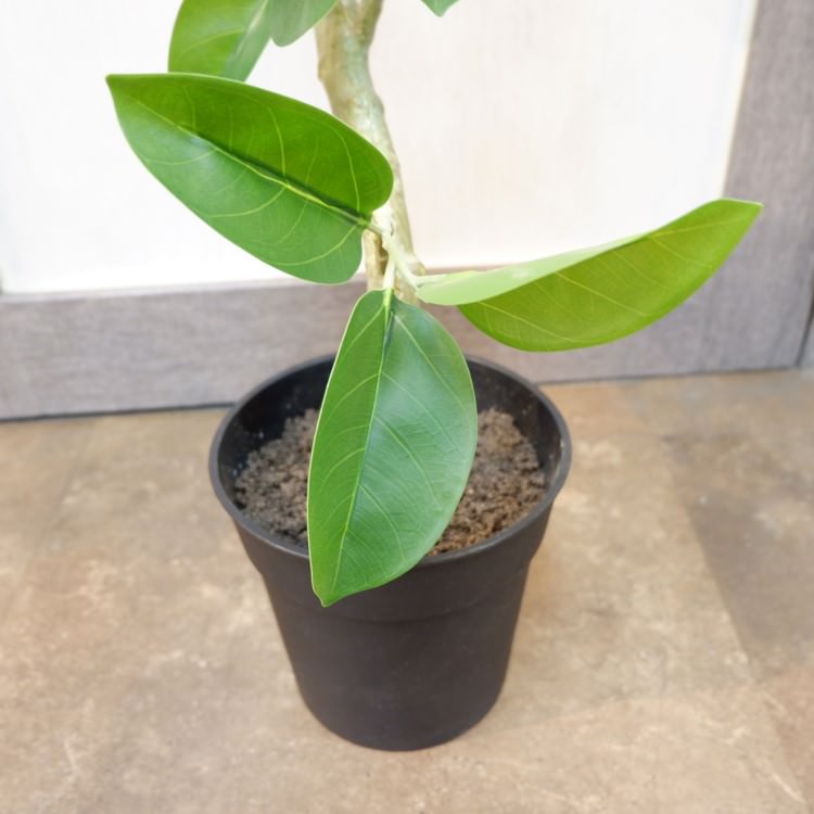 ツイストアルテシマポット122cm｜VR22025 アーティフィシャルグリーン 人工観葉植物 人工樹木 簡易鉢付きグリーン