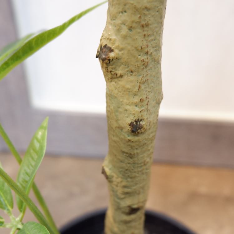 パキラポット117cm｜VR22026 アーティフィシャルグリーン 人工観葉植物 人工樹木 簡易鉢付きグリーン