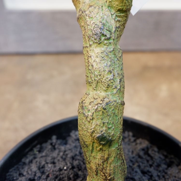 モンステラポット71cm｜VR22028 アーティフィシャルグリーン 人工観葉植物 人工樹木 簡易鉢付きグリーン