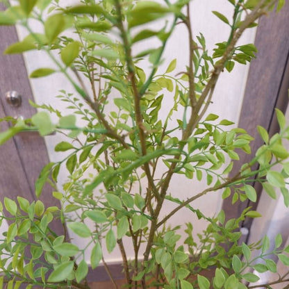 シマトネリコポット152cm｜VR22029 アーティフィシャルグリーン 人工観葉植物 人工樹木 簡易鉢付きグリーン