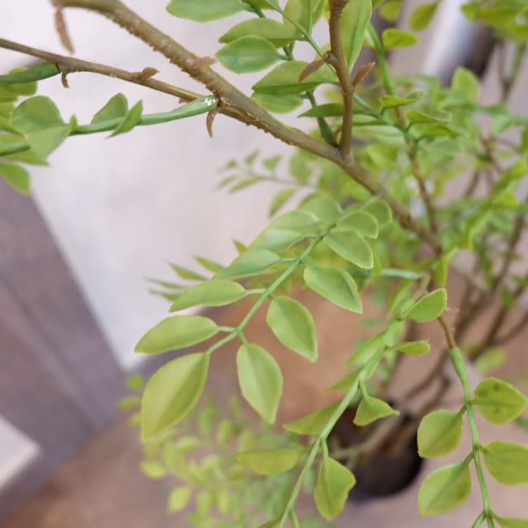 シマトネリコポット152cm｜VR22029 アーティフィシャルグリーン 人工観葉植物 人工樹木 簡易鉢付きグリーン
