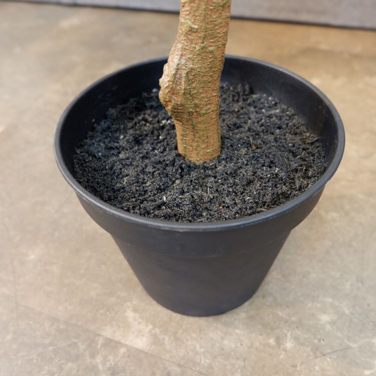 カシワバゴムポット117cm｜VR22033 アーティフィシャルグリーン 人工観葉植物 人工樹木 簡易鉢付きグリーン