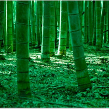 IGREBOW 写真の正方形トリミング（作品全体・額装は後続画像）