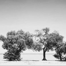 IGREBOW 写真の正方形トリミング（作品全体・額装は後続画像）