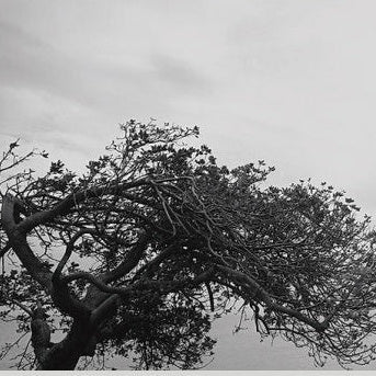 IGREBOW 写真の正方形トリミング（作品全体・額装は後続画像）