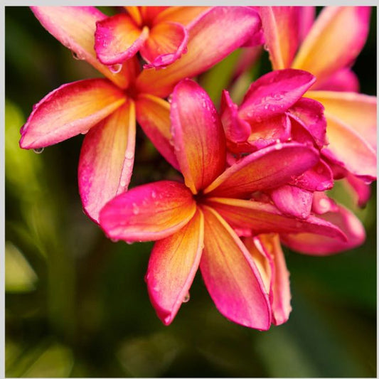 IGREBOW 写真の正方形トリミング（作品全体・額装は後続画像）