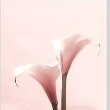 IGREBOW 写真の正方形トリミング（作品全体・額装は後続画像）