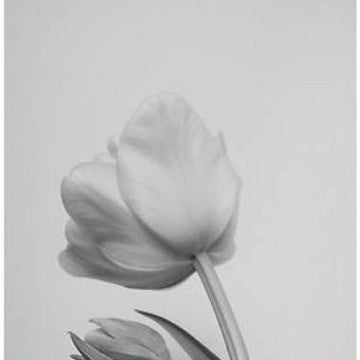 IGREBOW 写真の正方形トリミング（作品全体・額装は後続画像）