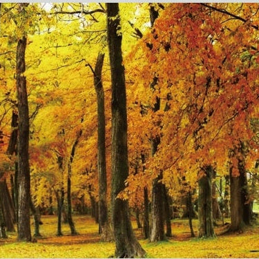 IGREBOW 写真の正方形トリミング（作品全体・額装は後続画像）