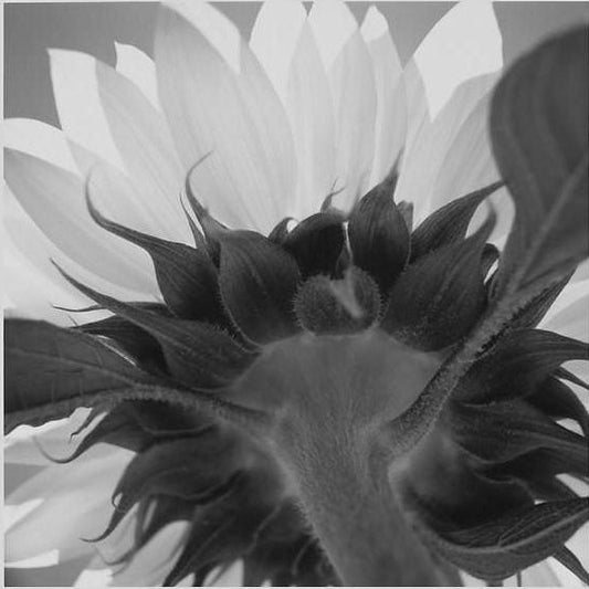 IGREBOW 写真の正方形トリミング（作品全体・額装は後続画像）