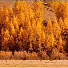 IGREBOW 写真の正方形トリミング（作品全体・額装は後続画像）