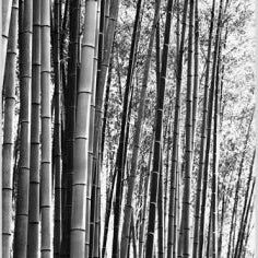 IGREBOW 写真の正方形トリミング（作品全体・額装は後続画像）