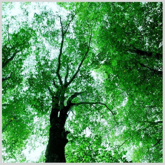 IGREBOW 写真の正方形トリミング（作品全体・額装は後続画像）