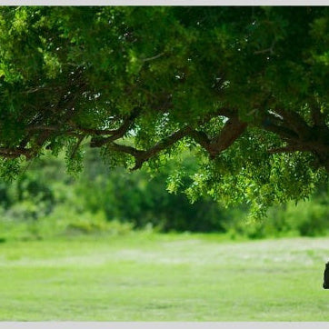 IGREBOW 写真の正方形トリミング（作品全体・額装は後続画像）