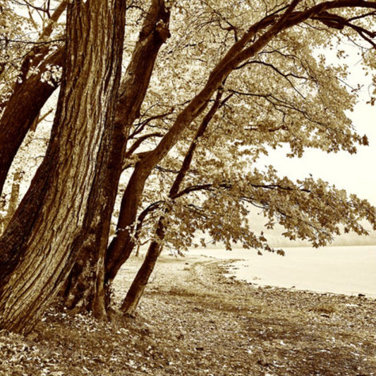 IGREBOW 写真の正方形トリミング（作品全体・額装は後続画像）