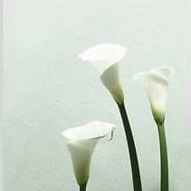 IGREBOW 写真の正方形トリミング（作品全体・額装は後続画像）