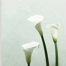 IGREBOW 写真の正方形トリミング（作品全体・額装は後続画像）