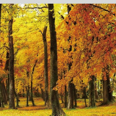 IGREBOW 写真の正方形トリミング（作品全体・額装は後続画像）