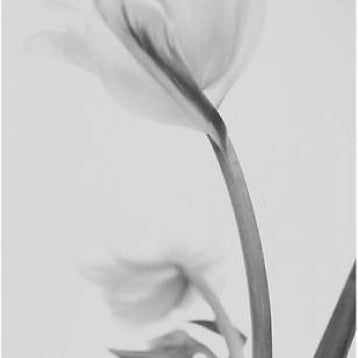 IGREBOW 写真の正方形トリミング（作品全体・額装は後続画像）