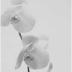 IGREBOW 写真の正方形トリミング（作品全体・額装は後続画像）
