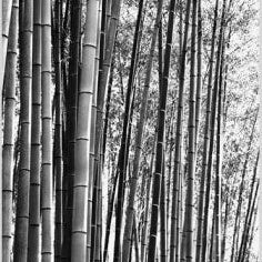 IGREBOW 写真の正方形トリミング（作品全体・額装は後続画像）