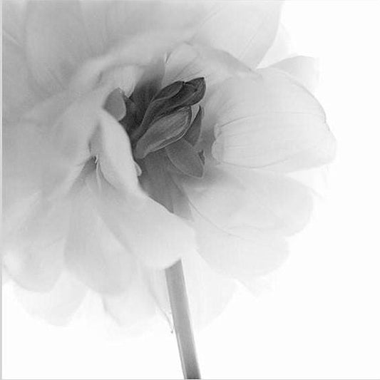 IGREBOW 写真の正方形トリミング（作品全体・額装は後続画像）